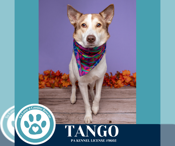 Medium Photo #7 Huskies -Unknown Mix Puppy For Sale in Kimberton, PA, USA