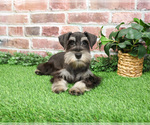 Small #3 Schnauzer (Miniature)