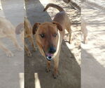 Small #11 Labrador Retriever Mix