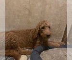 Small Photo #1 Goldendoodle Puppy For Sale in FORT PAYNE, AL, USA