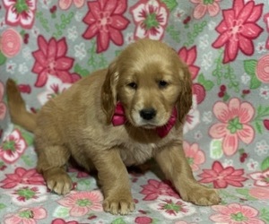 Golden Retriever Puppy for sale in LANCASTER, PA, USA