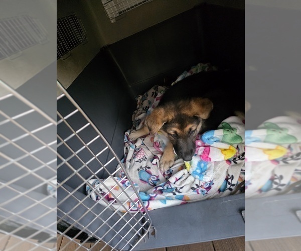 Medium Photo #13 German Shepherd Dog Puppy For Sale in LAKE CITY, FL, USA
