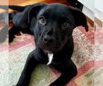 Small #3 Labrador Retriever Mix