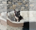 Small Photo #11 Boston Terrier Puppy For Sale in LYNNWOOD, WA, USA
