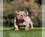 Small Photo #1 English Bulldog Puppy For Sale in CHARLOTTE, NC, USA