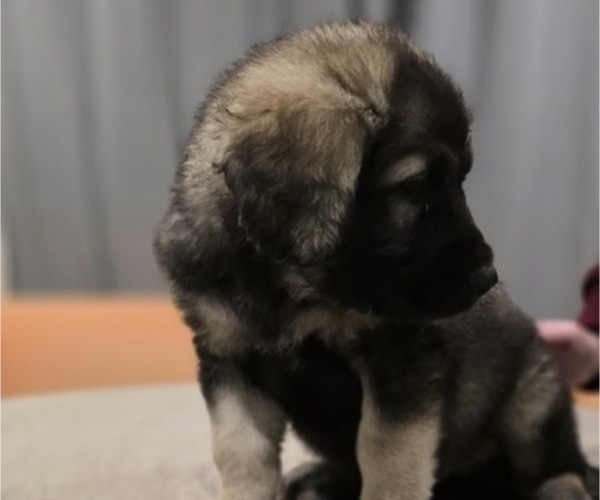 Medium Photo #3 Alaskan Malamute-Mastiff Mix Puppy For Sale in OMAHA, NE, USA