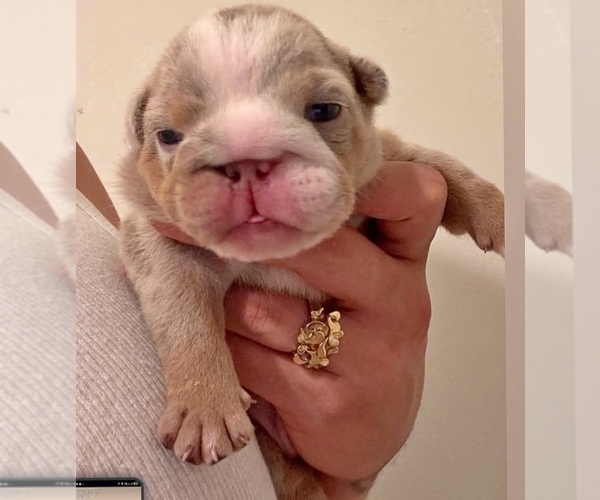 Medium Photo #1 English Bulldog Puppy For Sale in MILPITAS, CA, USA