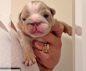 English Bulldog Puppy for sale in MILPITAS, CA, USA