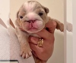Puppies - Male English Bulldog Puppy for Sale - Small photo