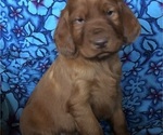 Small #2 Irish Setter