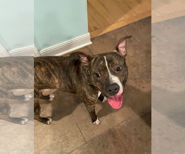 Medium Photo #9 Mutt Puppy For Sale in Columbus, IN, USA