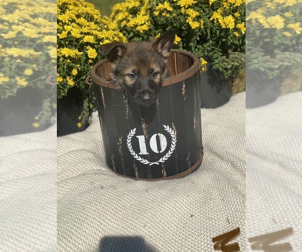 Medium Photo #12 German Shepherd Dog Puppy For Sale in ROCKFIELD, KY, USA