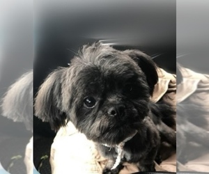 Father of the Shih Tzu puppies born on 01/06/2024