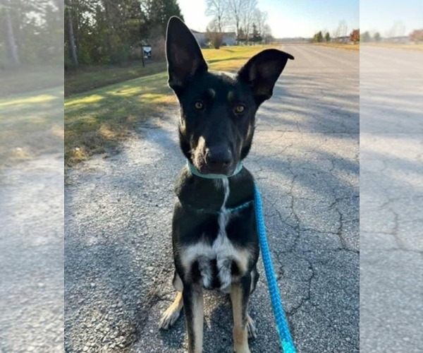 Medium Photo #2 German Shepherd Dog-Unknown Mix Puppy For Sale in New London, WI, USA