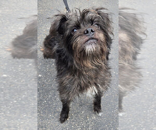 Medium Photo #4 Affenpinscher-Cairn Terrier Mix Puppy For Sale in San Antonio, TX, USA
