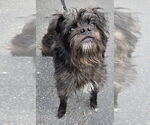 Small #3 Affenpinscher-Cairn Terrier Mix