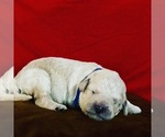 Small Photo #12 Goldendoodle-Poodle (Standard) Mix Puppy For Sale in VACAVILLE, CA, USA