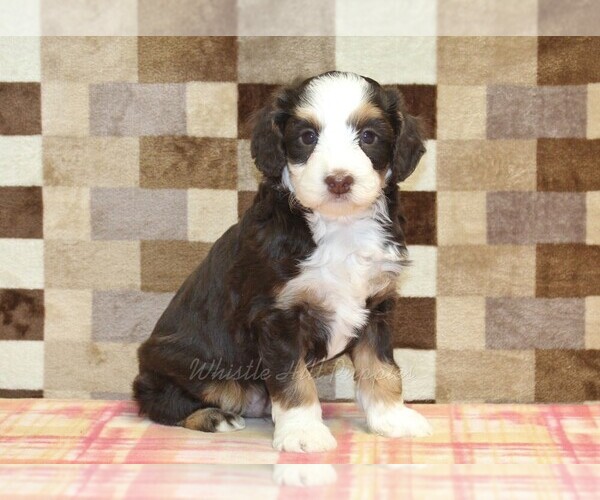 Medium Photo #1 Bernedoodle (Miniature) Puppy For Sale in DENVER, PA, USA