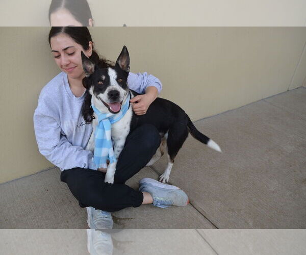 Medium Photo #2 Mutt Puppy For Sale in McKinney, TX, USA