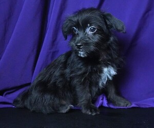 Morkie Puppy for sale in ROCK VALLEY, IA, USA