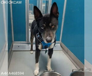 Catahoula Leopard Dog-Unknown Mix Dogs for adoption in Oklahoma City, OK, USA