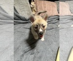 Small #43 Pomsky