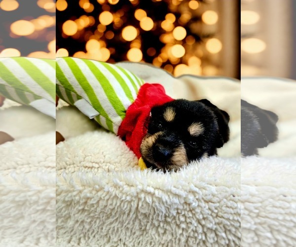 Medium Photo #6 Siberian Husky-Unknown Mix Puppy For Sale in McKinney, TX, USA