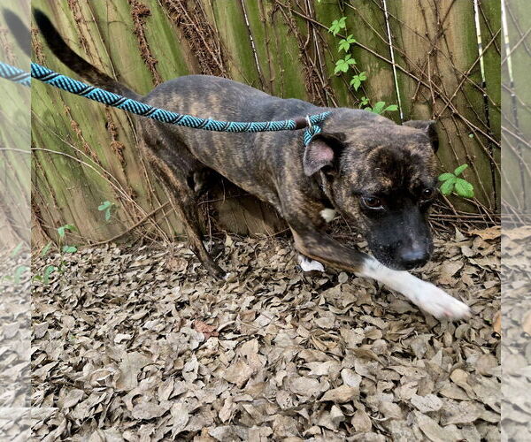 Medium Photo #1 Mutt Puppy For Sale in Jackson, MS, USA