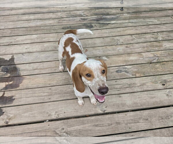 Medium Photo #3 Beagle Puppy For Sale in Murfreesboro, NC, USA