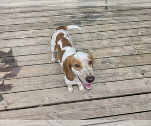 Elroy *Available Soon* - Male Beagle Dog for Adoption - Photo #3