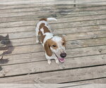 Small Photo #3 Beagle Puppy For Sale in Murfreesboro, NC, USA