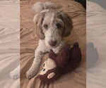 Small #1 Mutt
