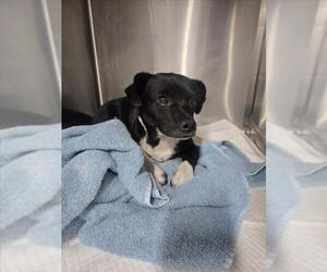 Chihuahua Dogs for adoption in San Bernardino, CA, USA