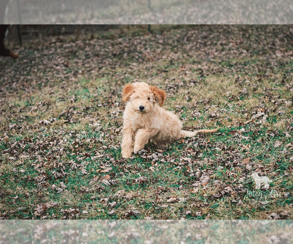 Medium Photo #8 Goldendoodle Puppy For Sale in CARLOCK, IL, USA