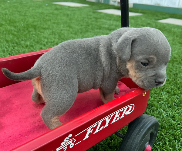 Medium Photo #2 American Bulldog Puppy For Sale in BEVERLY HILLS, CA, USA
