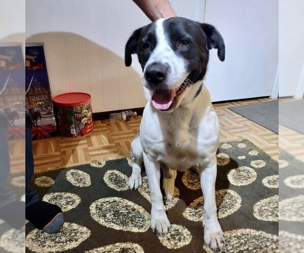 Medium Photo #3 Collie-Pointer Mix Puppy For Sale in columbia, SC, USA