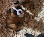 Small #11 Boxer