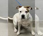 Small American Pit Bull Terrier Mix