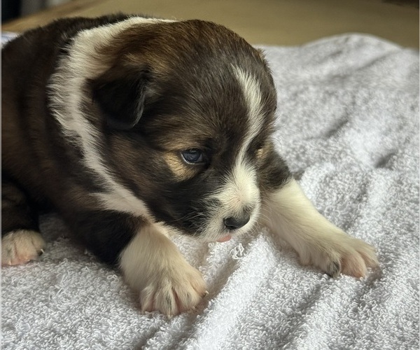 Medium Photo #50 Australian Shepherd-Miniature Australian Shepherd Mix Puppy For Sale in PETERSBURG, IL, USA
