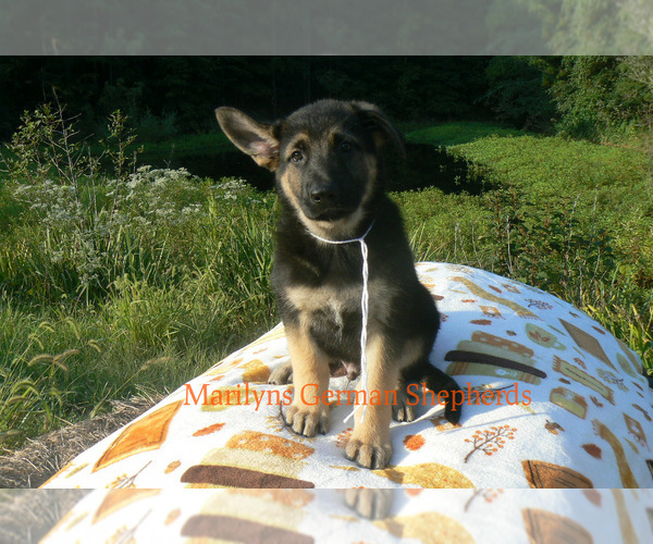 Medium Photo #1 German Shepherd Dog Puppy For Sale in PIEDMONT, MO, USA