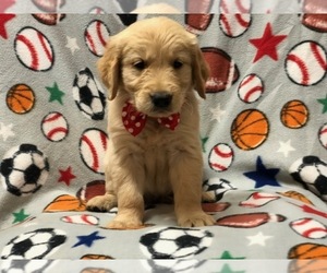 Golden Retriever Puppy for sale in LAKELAND, FL, USA