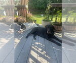 Small #1 Labrador Retriever