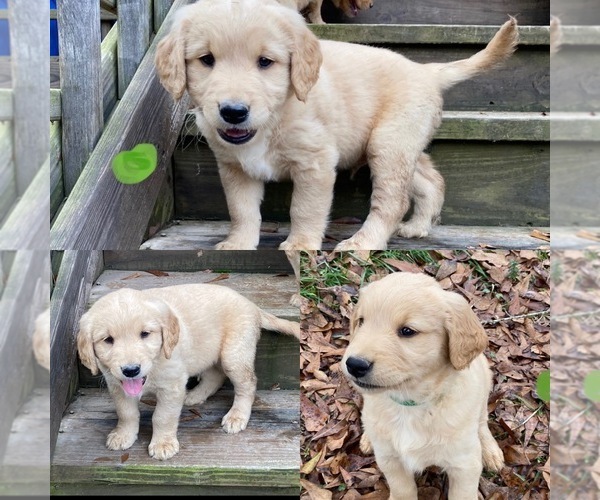 Medium Photo #1 Golden Retriever Puppy For Sale in PELL CITY, AL, USA