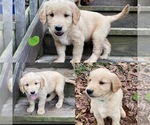 Small Photo #1 Golden Retriever Puppy For Sale in PELL CITY, AL, USA