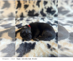 Small Photo #10 German Shepherd Dog Puppy For Sale in YELM, WA, USA