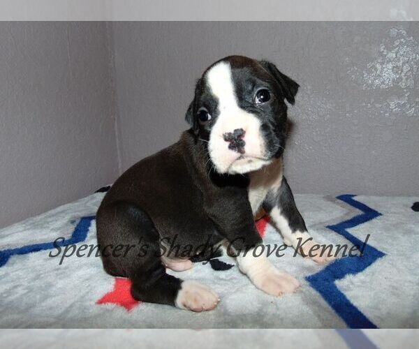 Medium Photo #2 Boxer Puppy For Sale in CABOOL, MO, USA