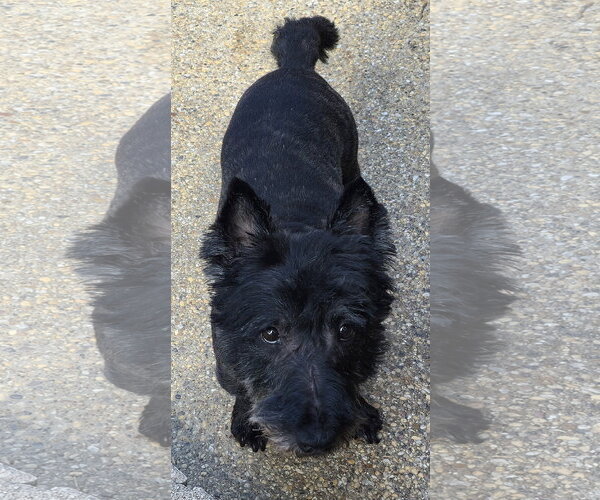 Medium Photo #4 Mutt Puppy For Sale in Dallas, TX, USA