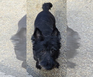 Mairead - Female Mutt Dog for Adoption - Photo #4