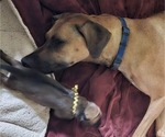 Small #5 Rhodesian Ridgeback