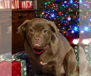 Pug-Unknown Mix Dogs for adoption in Mount Laurel, NJ, USA